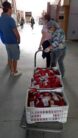 Geneseas indo para distribuicao (1)